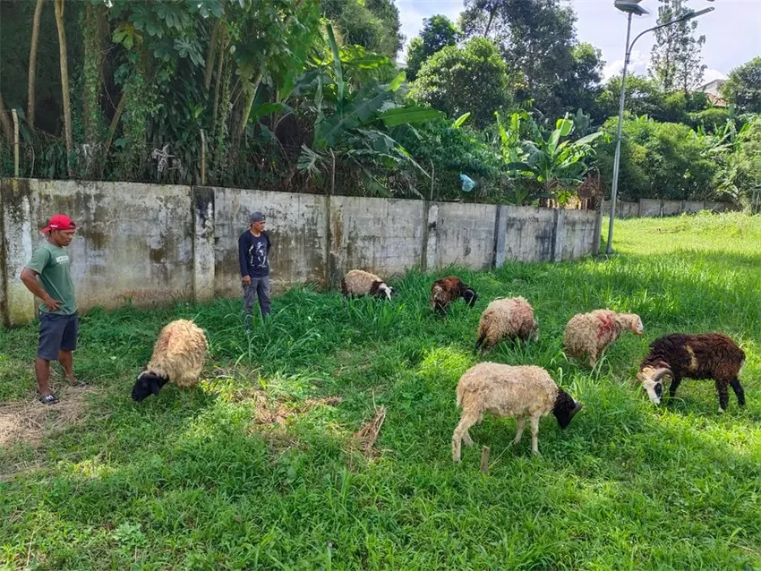 Goats provided for a local Eid al-Adha community initiative
